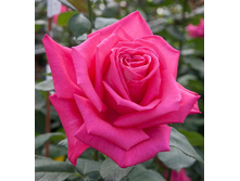 Rosa (����) Lolita Lempicka C5 - 7,81