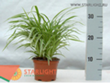 ���������� ���������� (30) 195.00