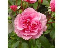 Rosa (����) The Perse Rose C5.5 - 21,06