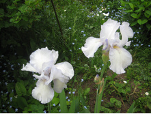 ����� � ��������� ��������, 100 �.