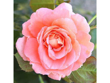 Rosa (����) Bonita Renaissance C5 - 7,31