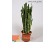 ���������� ��������� (80) 1 995.00