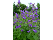 ����������� ������������� �����