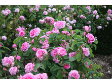 Rosa (����) Gertrude Jekyll C5.5 - 12,0