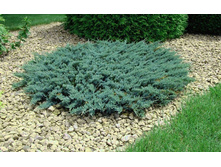 Juniperus (����-�) horizontalis Blue Chip - 4,2
