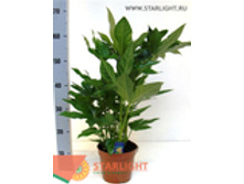 ������ (70) 495.00