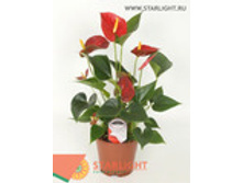 �������� ������ (40) 550.00