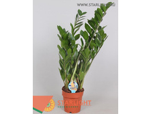 ������������ (80) 595.00