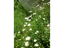 ������� ������ ������������