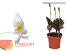 ������� �������� (10) 99.00