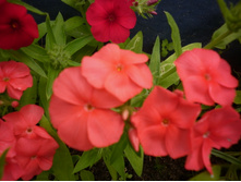 ����� ���������