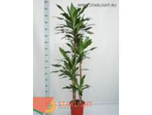 ������� ��������� (180) 3 995.00