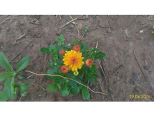 P 20160619 203246 1 p.jpg