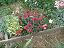������ Red Cauli 80�