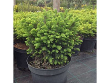 Picea (���) omorika - 4,48