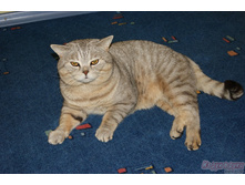 ���� (�������-������)