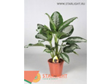 ��������� ������� ������ (70) 995.00