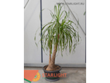 ������ (150) 9 250.00