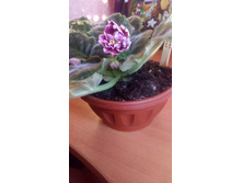 �������� �����