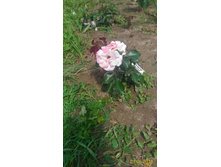 P 20160623 114937 1 p.jpg