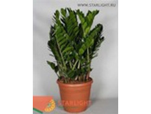 ������������ (120) 5 995.00