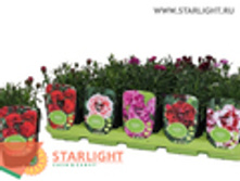 �������� (20) 169.00