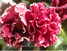 �� ��������