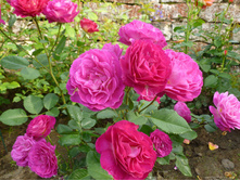 Rosa (����) Outta the Blue C5 - 12,95