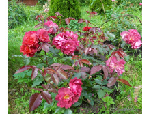 Rosa (����) Cinco de Mayo / Celebration Time C5 - 7,26