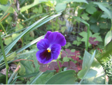 ������ 005.jpg