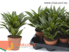 ������� �������� (25) 195.00