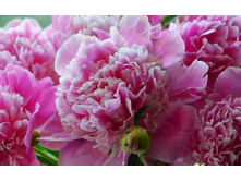 ���� �������