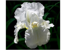 ���� ����� ���������