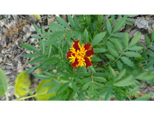 P 20160616 191018 1 p.jpg