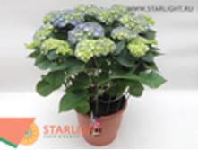 ��������� ���� (70) 3 550.00