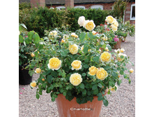 Rosa (����) Charlotte C5.5 - 12,0