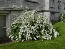 Spiraea (������) vanhouttei - 3,3