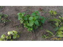 P 20160623 192422 2 p.jpg