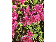 ������ 35 �