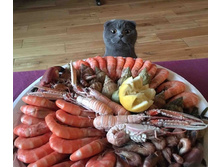 ��� � ��������