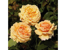 Rosa (����) Carl Nielsen C5 - 6,97