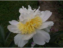 ��� �����?