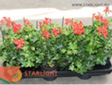 ���������� ������ (25) 149.00