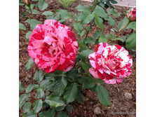 Rosa (����) Rock & Roll / Paparazzi C5 - 12,95