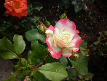 ��������� "������ ������ ������"