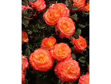 Rosa (����) Chihuly �5 - 12,95