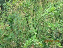 IMG 3310.JPG