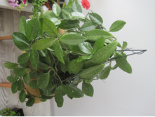 Hoya carnosa