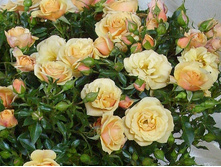 Rosa (����) Zorba C5 - 7,31