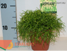 �������� ������� (25) 395.00